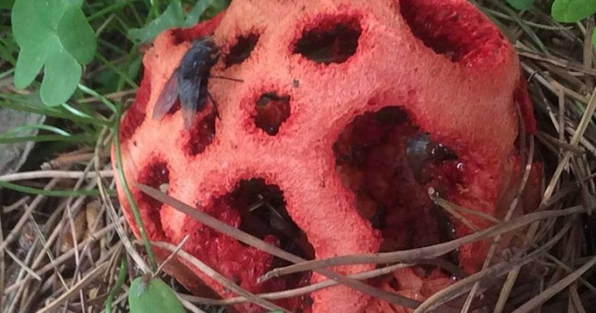 Rossa, maleodorante e tossica: una creatura ''aliena'' nei giardini di Bari